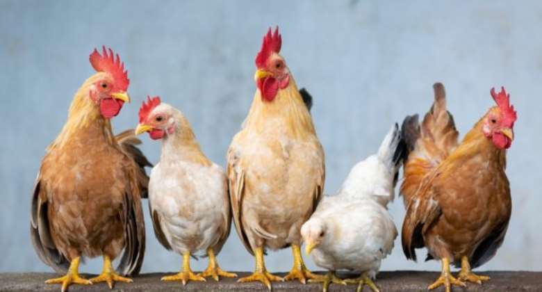 Two farmers jailed 15 months for stealing fowls