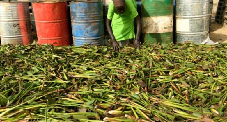 A hated pest in many parts of the world, water hyacinth is proving an unlikely ally for women in South Sudan as climate change reshapes the landscape.  By Simon MAINA AFP