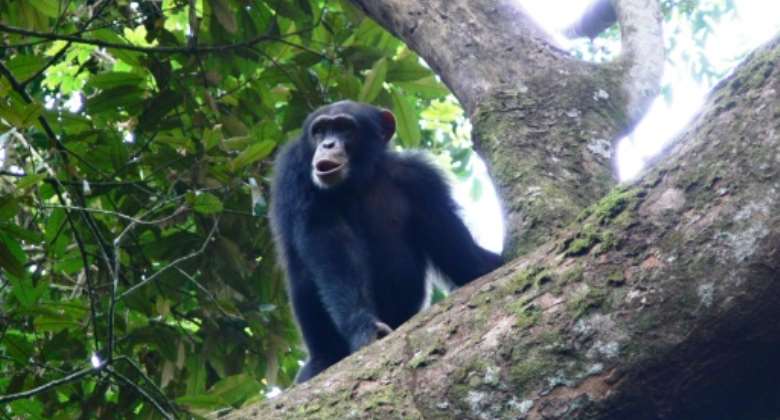 Different populations of chimpanzees showed varying behaviours.  By Kathelijne Koops HandoutAFP
