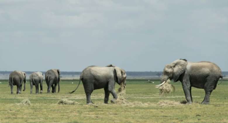 Elephants feed on hay in southern Kenya's famed Amboseli National Park.  By Tony KARUMBA AFP