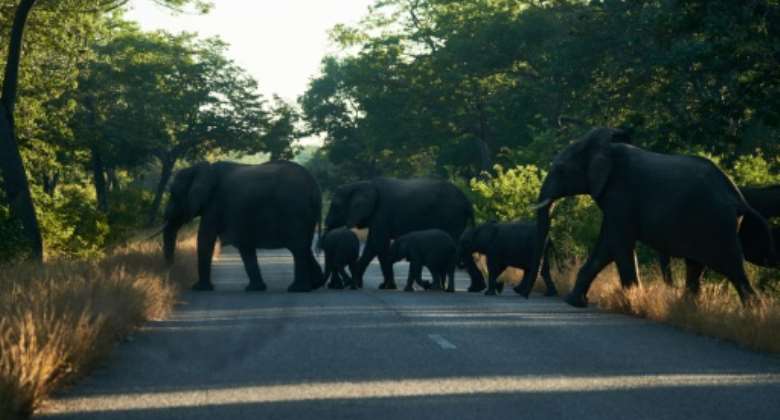 Elephants on the move at Zimbabwe's Hwange National Park, in May 2022.  By Zinyange Auntony AFPFile