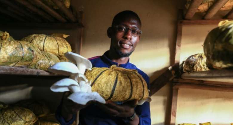Fungiculture, or the cultivation of edible mushrooms remains very rare in Africa, despite the advantages of being almost free.  By Daniel Beloumou Olomo AFP