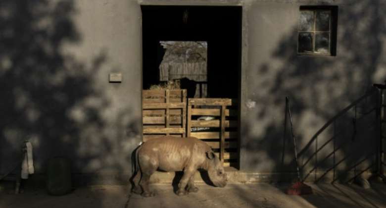 New home: Benji at the Rhino Orphanage -- a secret haven for endangered rhinoceroses.  By GUILLEM SARTORIO AFP