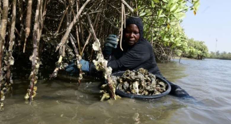 Seynabou Diop is one of thousands of women in Senegal who earn a small living from finding mangrove oysters.  By SEYLLOU AFP