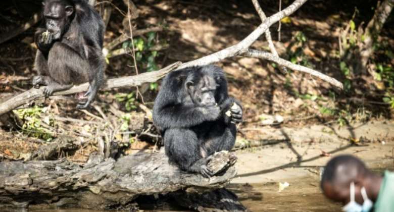 Sixty-five chimps who were once lab research animals are now living in freedom on river islands in Liberia -- they are being cared for under a 2017 settlement.  By JOHN WESSELS AFP