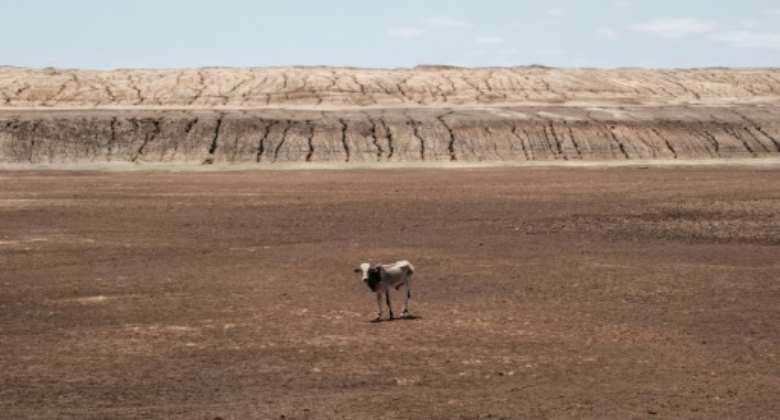 Somalia drought: An emaciated cow stands on a dried-up lake at Iresteno, a town near the Ethiopian border.  By Yasuyoshi CHIBA AFP