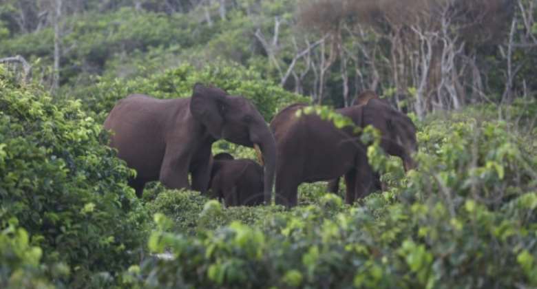 Success story: The number of forest elephants in Gabon has doubled in the past decade.  By Steeve JORDAN AFP