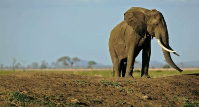 Tanzania is renowned for its rich wildlife including elephants.  By Daniel Hayduk AFPFile