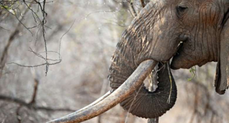 Trophy hunters have been issued licences to kill nearly 300 elephants.  By ROBERTO SCHMIDT (AFP)