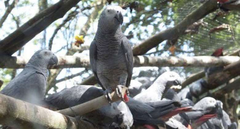 Who's a pretty boy then? African grey parrots in a Uganda Wildlife Authority center today.  By MICHELE SIBILONI AFP