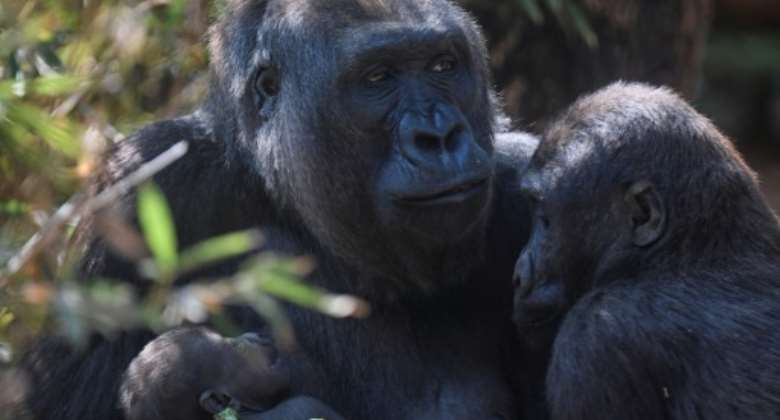 Western lowland gorillas are often illegally hunted for their meat.  By DOUGLAS MAGNO (AFP/File)