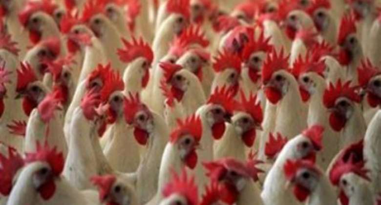 No More Bird Flu In Ghana
