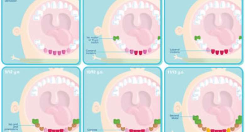 From Milk Teeth to Adult Teeth