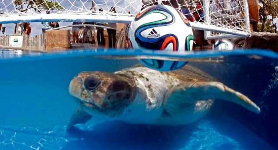 Turtle power! Sea turtle predicts Brazil will defeat Croatia