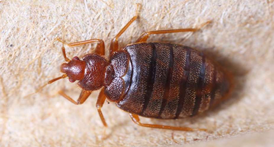 Bed Bugs: The Vampire Roommates That Needs To Be Dislodged