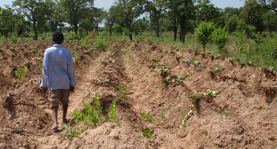The Cry Of Yam Farmers In Ghana