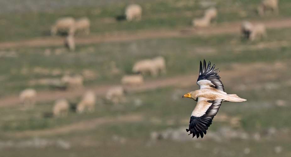 Egyptian Vulture, Spain (c) Lars Petersson