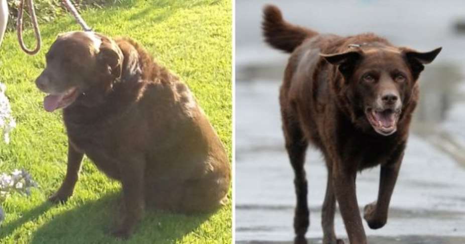 Obese Dog Loses More Than 3kg After Joining A Fat Club For Pets