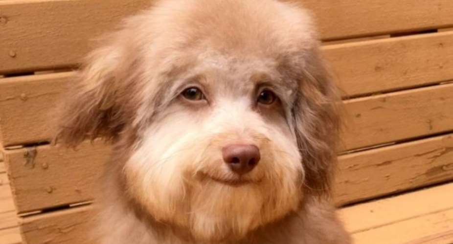 Dog With Human-Like Eyes, Smile Trending