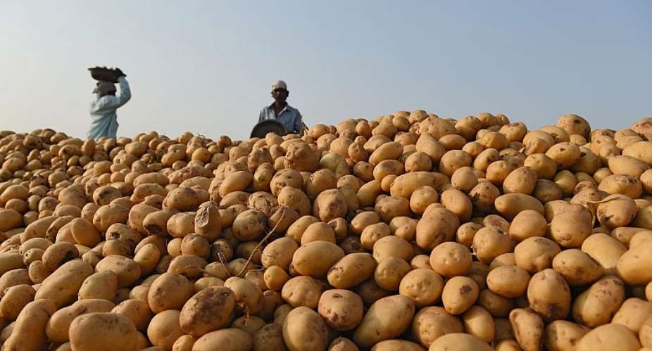 Potato farmers schooled on new planting methods at Asesewa