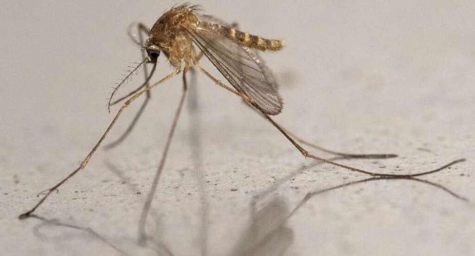 This photograph shows a common house mosquito (Culex pipiens) in Montreuil, eastern suburbs of Paris, on 12 August 2025. - AFP - MARTIN LELIEVRE