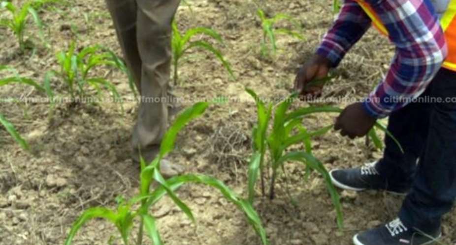 Farmer Invents Remedy To Combat Armyworms