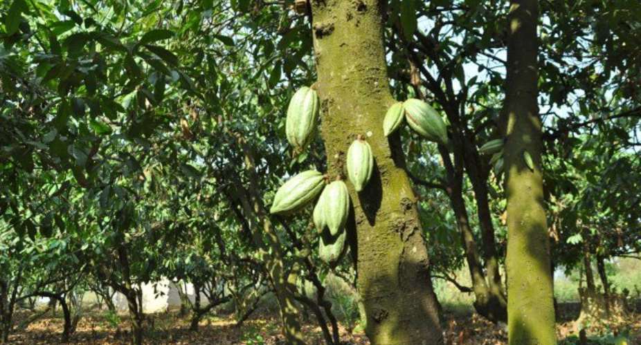 1 Million Metric Tonnes Of Cocoa Target Back On Track