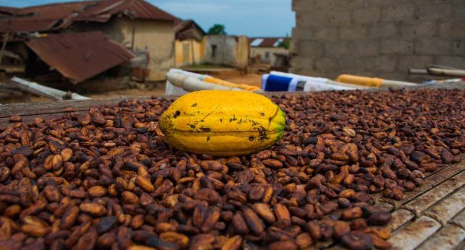 Cocoa Producer Price Increased By 8.42