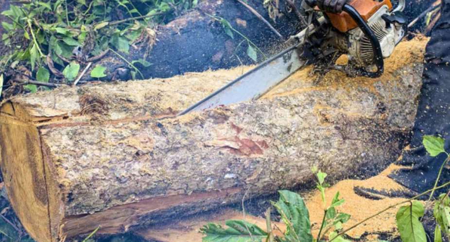 Shoot-To-Kill System, Not An Option In Addressing Illegal Chainsaw Menace In Our Forests
