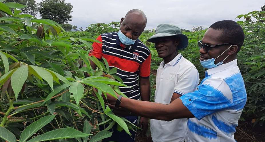 L-R: Prof. Lateef Sanni, BASICS-II Project Leader, IITA; Mr. Ajayi Ikpemige, Seed Producer with Wadahi Farms in Kogi; and Mr Oluwatosin Oni, Senior Program Manager with CRS, on the field admiring Farmer's Pride cassava variety in Kogi
