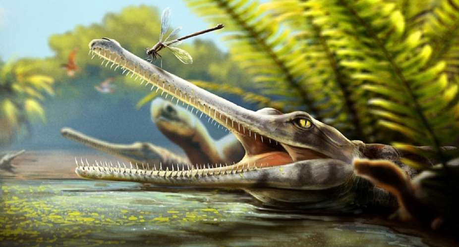 An artist’s restoration of Ctenosuchus tenuidens. Artwork by Nathan Dehaut. An illustration shows Ctenosuchus tenuidens with a long narrow snout and fine needle-like teeth, with a dragonfly resting on its snout at the water surface in a lush Jurassic swamp.