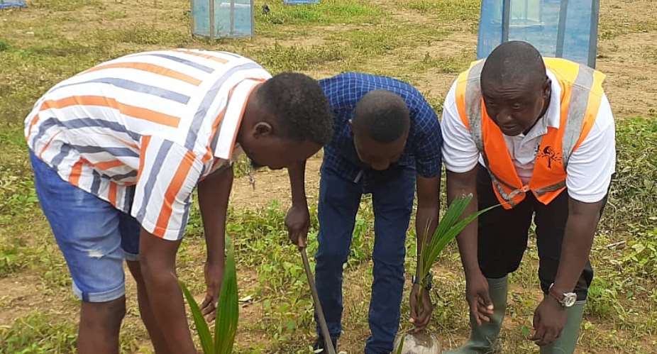 Coconut Project Begins On Reclaimed Land At Akyem Kobriso