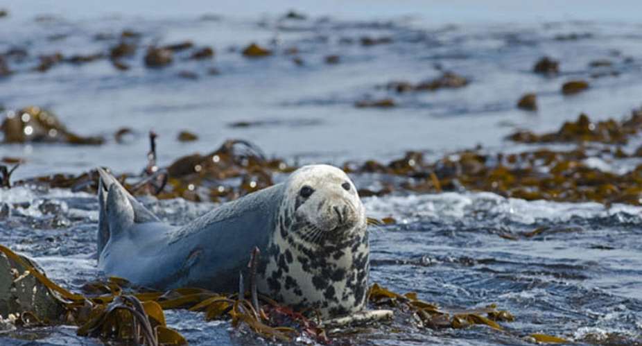 Decapitated seal case puts spotlight on fishing of protected species in Brittany