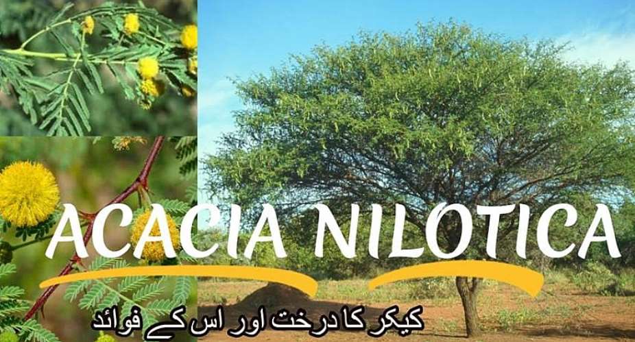 Acacia Nilotica plays an important role in IMMULATE Formulation