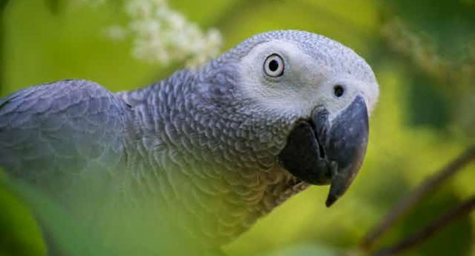 Does parrot farming protect wild species? Wildlife trade researchers review the evidence