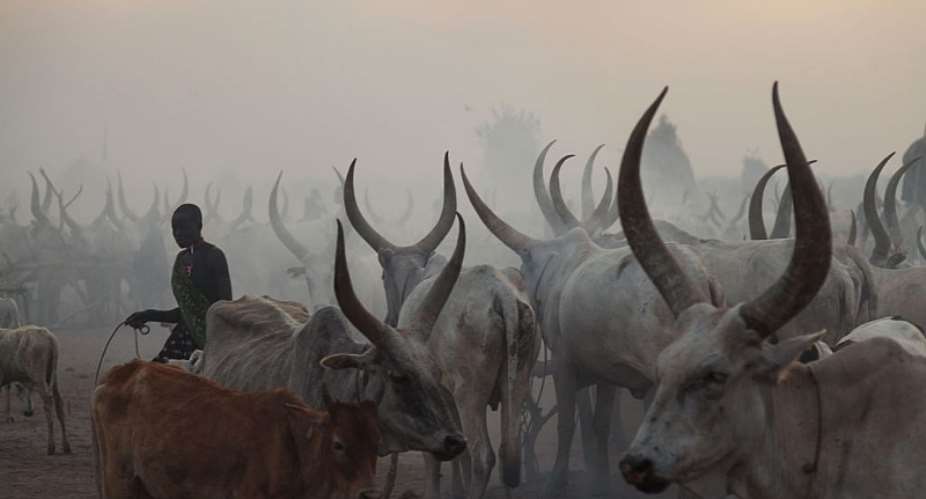 Dinka cattle. - Source: Photo by Bruno Bierrenbach FederAnadolu AgencyGetty Images