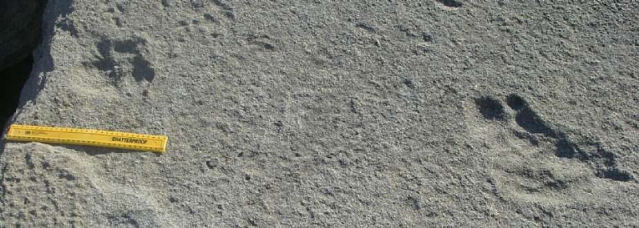 Fossilised lion trackway in the Goukamma Nature Reserve (30cm scalebar). - Source: