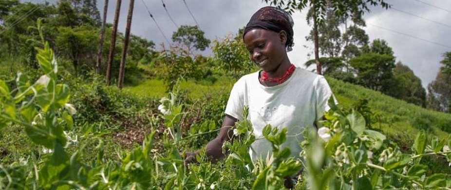 AfDB Seeks Global Support For Africas Young Farmers