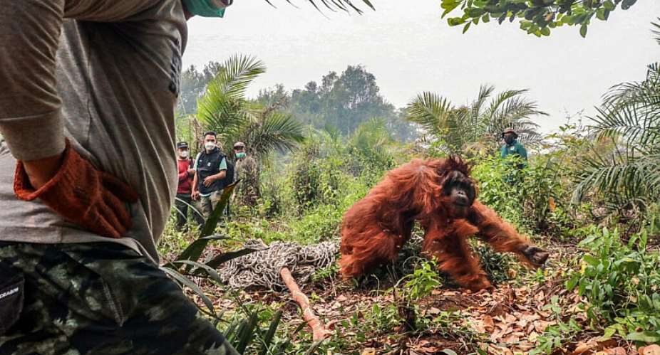 Conservation groups in Indonesia say dozens of endangered orangutans have been rescued from wildfires. -  Reina, AFP