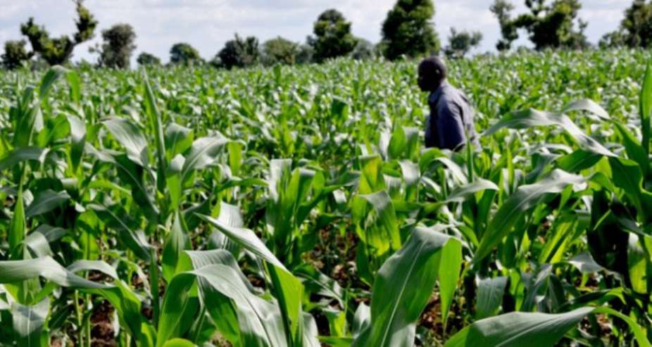 Scientist urges African governments to allow farmers decide whether they want to adopt GMOs