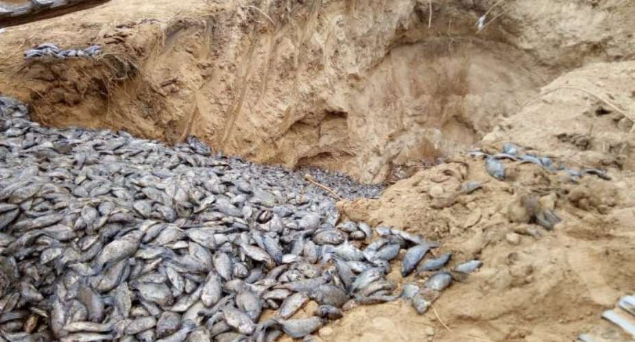 National Security, NADMO Destroys 18kg Unwholesome Tilapia At Asutsuare