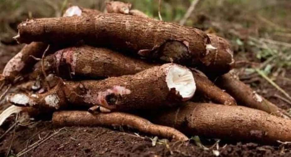 Invest in cassava seed system for optimum raw materials — Investors told