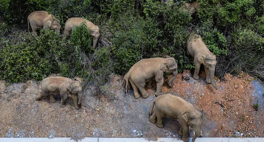 Wild Asian elephants in China’s Yunnan province, pictured in May 2021. Protecting threatened species is among the goals countries will review at the UN biodiversity summit in Armenia. - AP - Hu Chao