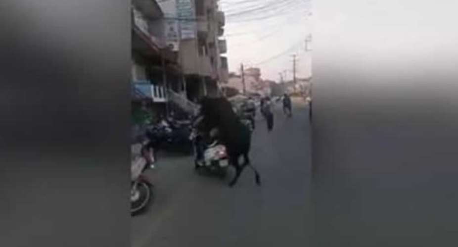 Shocking! Amorous Bull Attempts To Mate With Motor Scooter