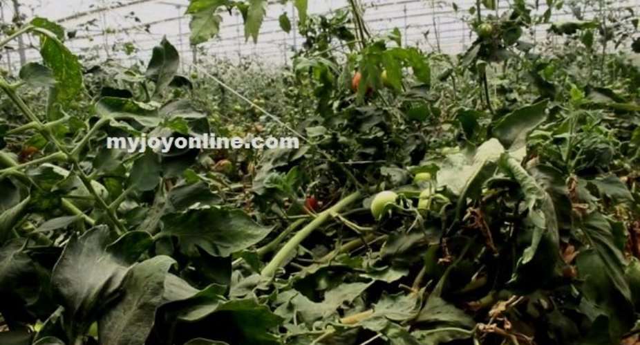 Greenhouse farming can improve  Ghana's tomato production-CSIR