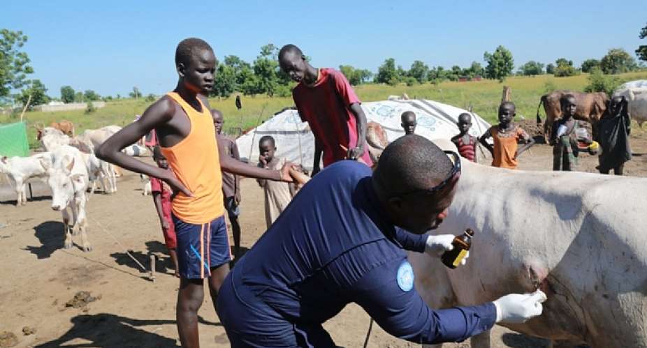 UNMISS Ghanaian Veterinarians Provide Relief For Bentiu Cattle Farmers