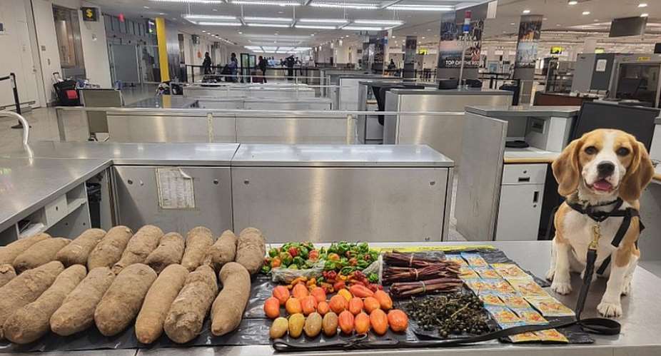 Sniffer dog intercepts prohibited Ghanaian food at JFK International Airport in New York