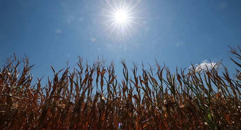A corn field in Libourne near Bordeaux as drought conditions worsen following a heatwave and water shortages across much of France, August 11, 2026 -  Stephanie Lecocq, Reuters