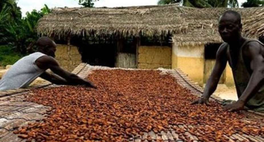 Improved seed development programmes would improve cocoa production