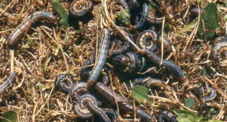 Armyworms invade farms in Akatsi North